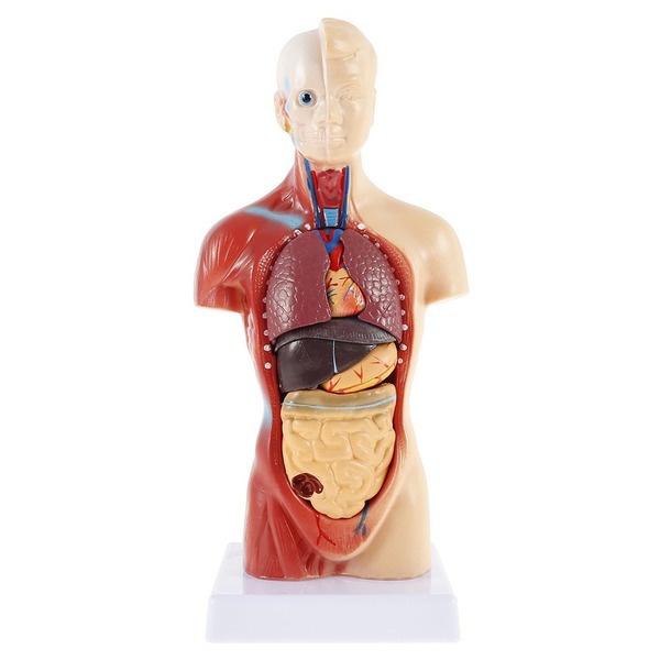 Mannequins de Simulation Médicale N2IGC