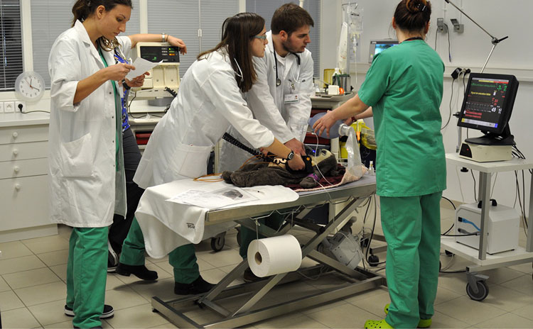 Mannequin de Simulation Médicale